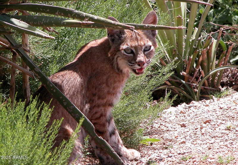 Wildlife bobcat