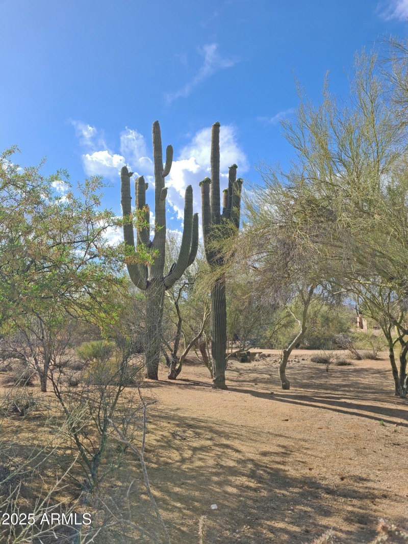 Plentiful Saguaro