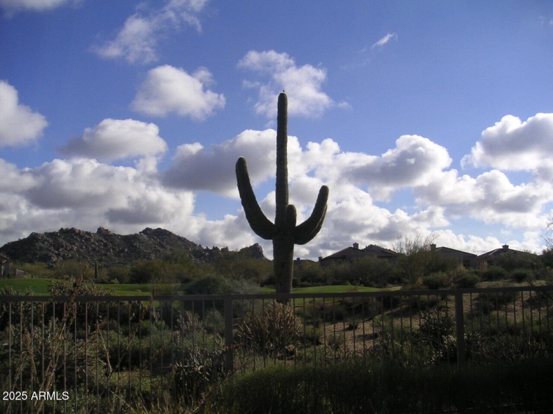 Lone Cactus on 13