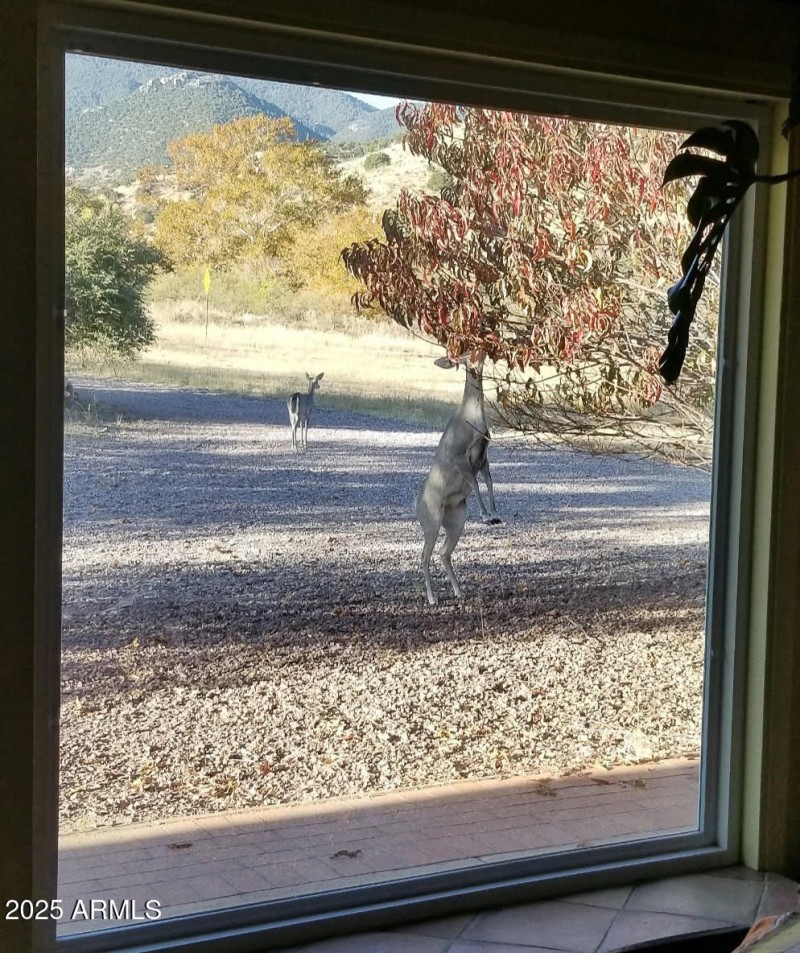Wildlife in front yard