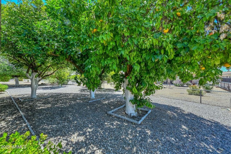 Mature Citrus Trees