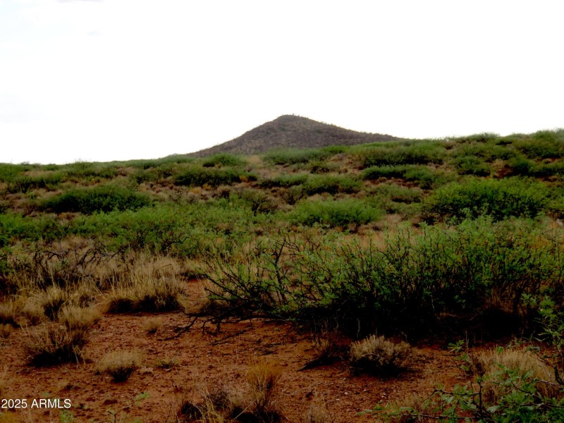 Buckskin 6