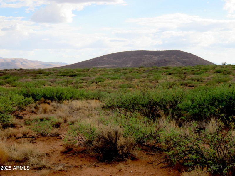 Buckskin 7