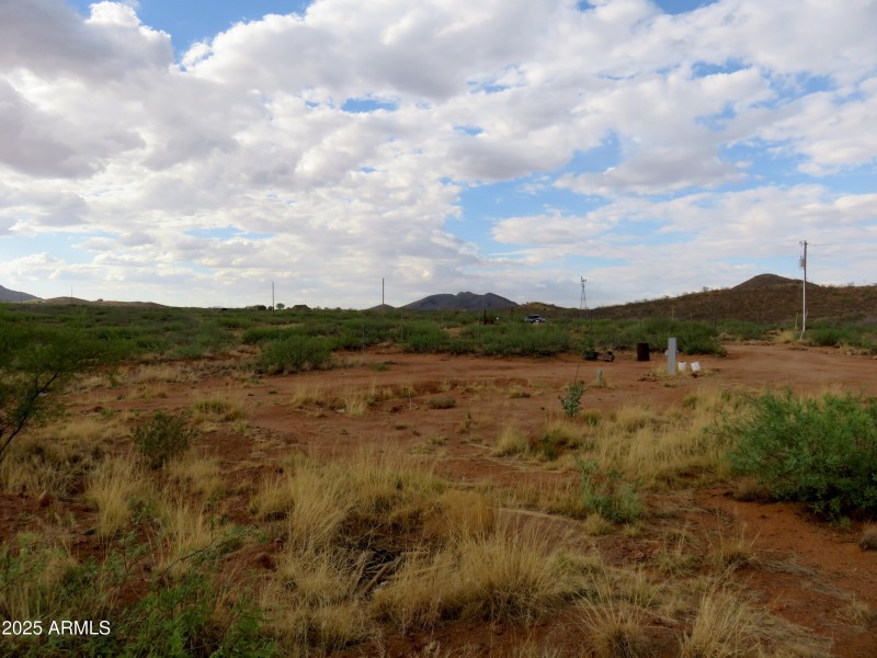 Buckskin 16