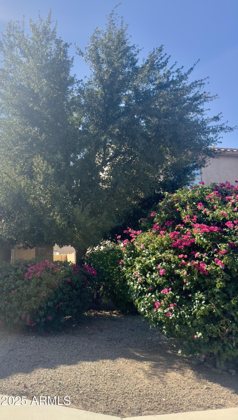 Mature trees/Bougainvilleas