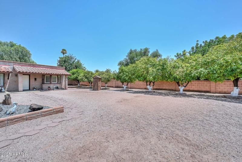 Backyard-Citrus Trees