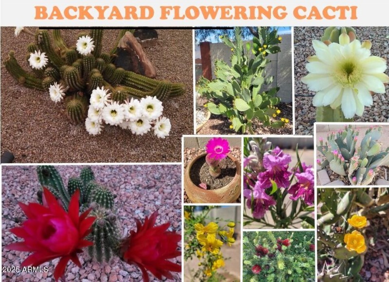 Backyard flowering Cacti