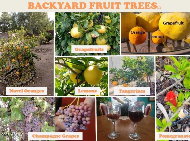Backyard Fruit Trees