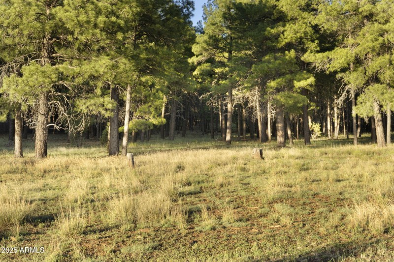 20-web-or-mls-FA9A5406