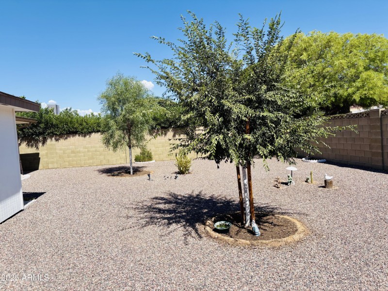 New Trees