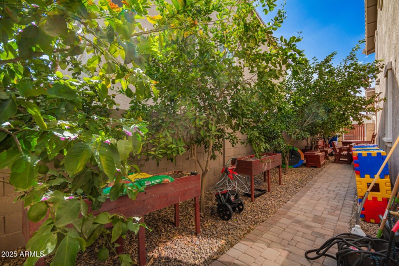 Side Yard with Large Citrus Trees