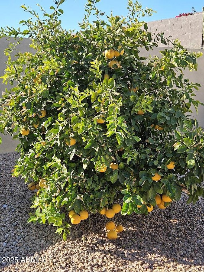 With fruit trees