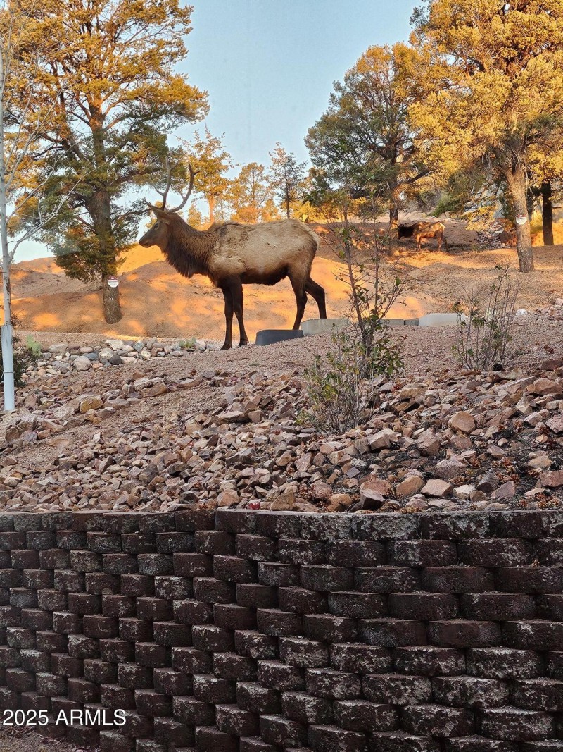Friendly Wildlife