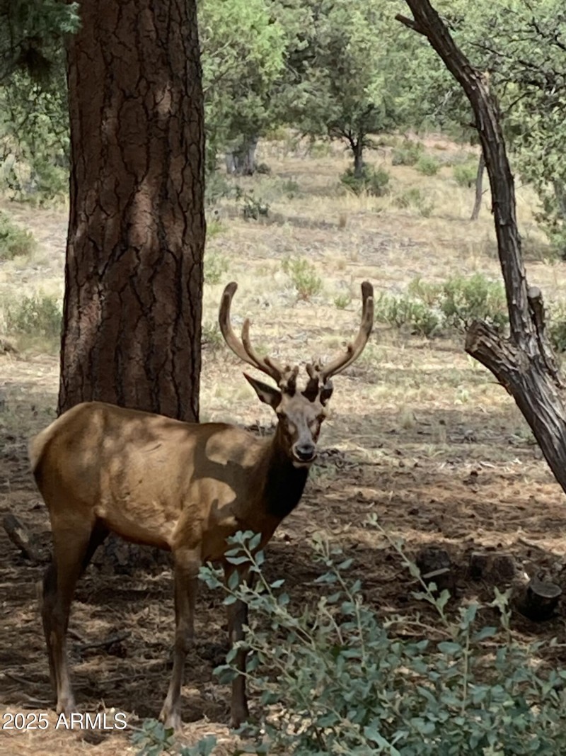 Elk in forest