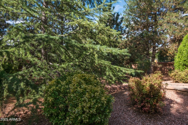 Trees in the back yard
