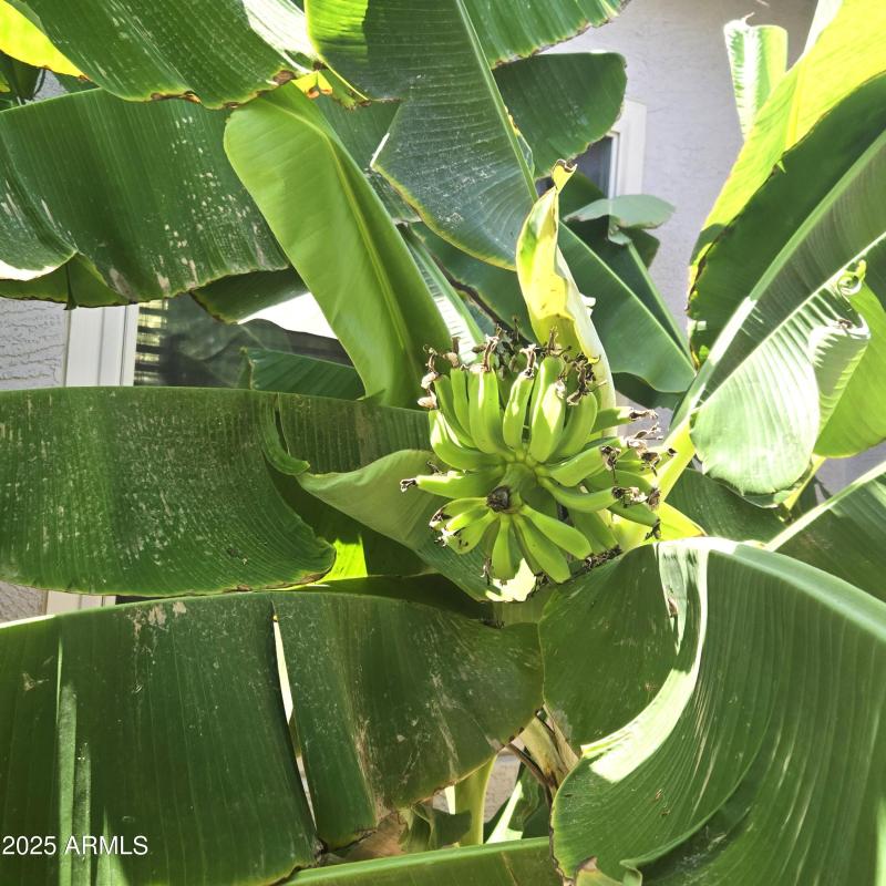 banana's almost ready