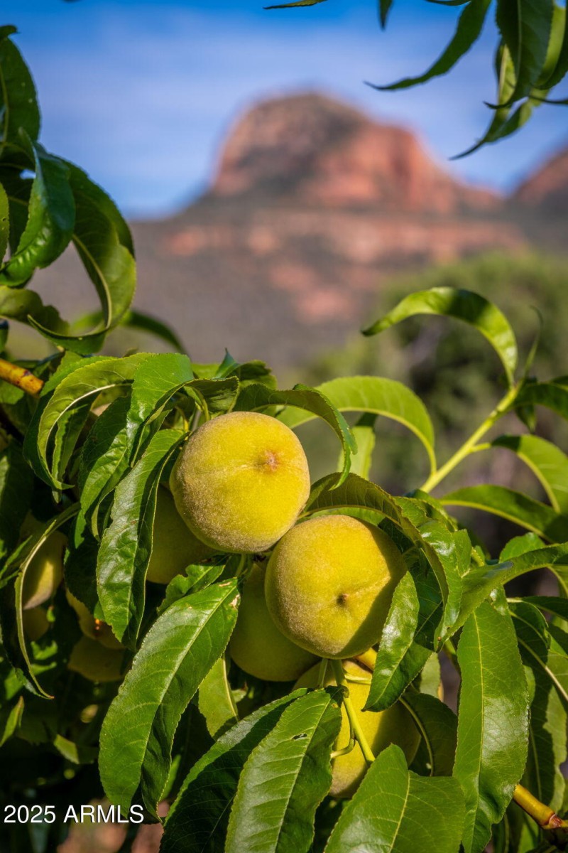 Peach Trees