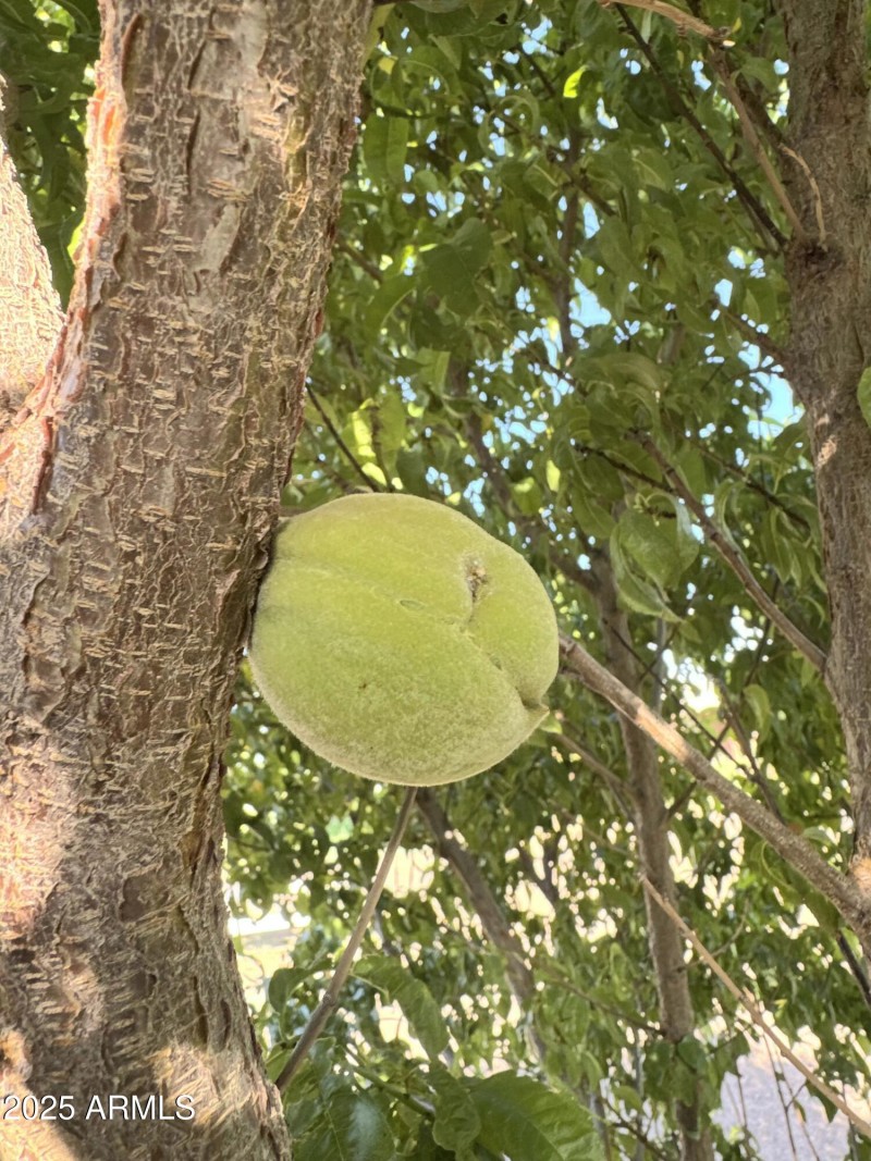 Check out the furry peach