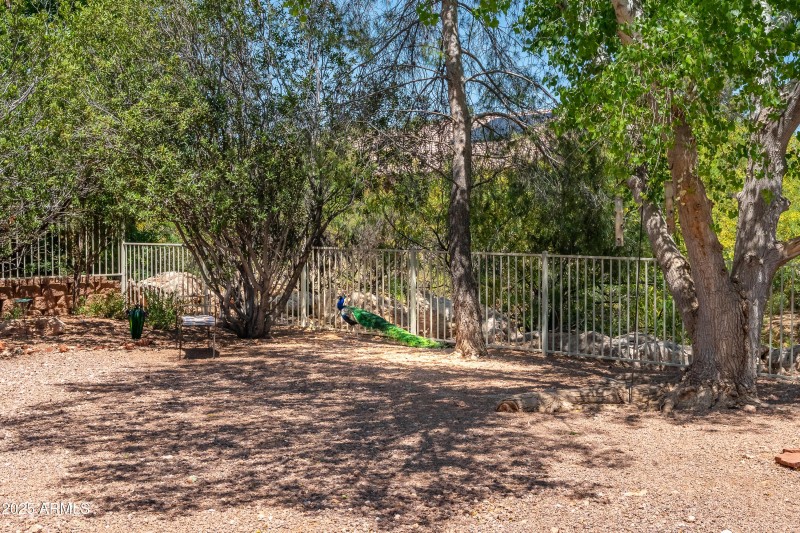 Neighborhood Peacock