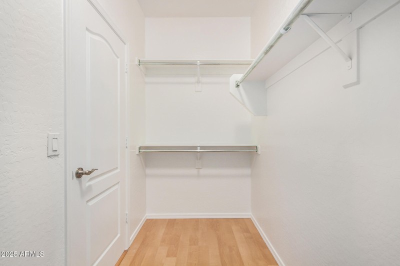 28 - Desert Honeysuckle