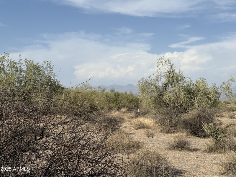 Trees and Vegetations