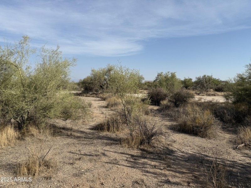Natural Desert Trees