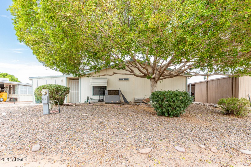 Recent trimmed shade Ficus Tree in back