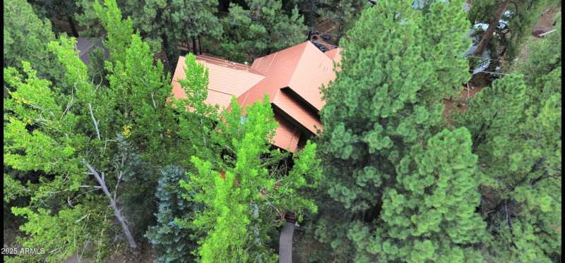 Surrounded by Thick Pines