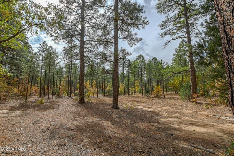 19 acres in SHow Low AZ