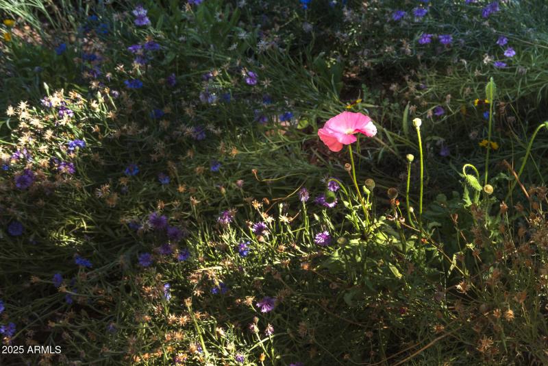Pink Poppy and Wildflowers
