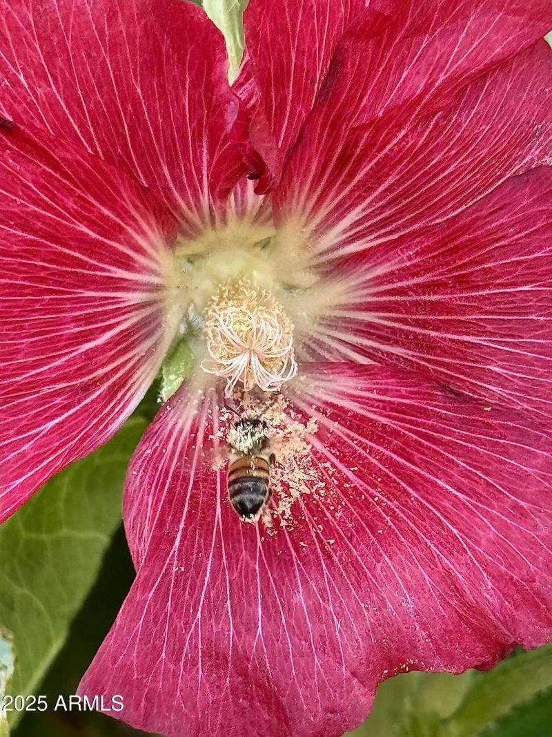 Hollyhock w Bee