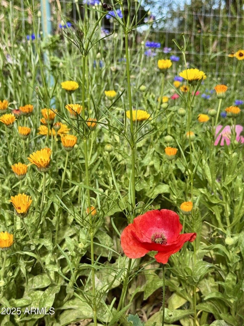 Calendula and Red Poppy Flowers