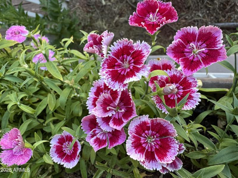 Dianthus Flowers