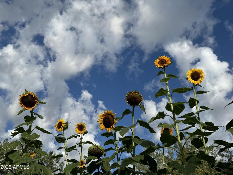 Giant Sunflowers