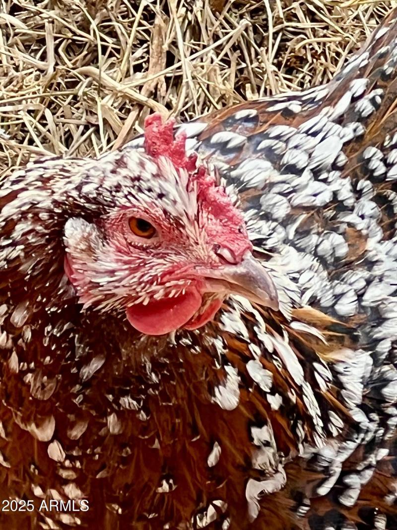 Miss Sassy Pants "Sass"