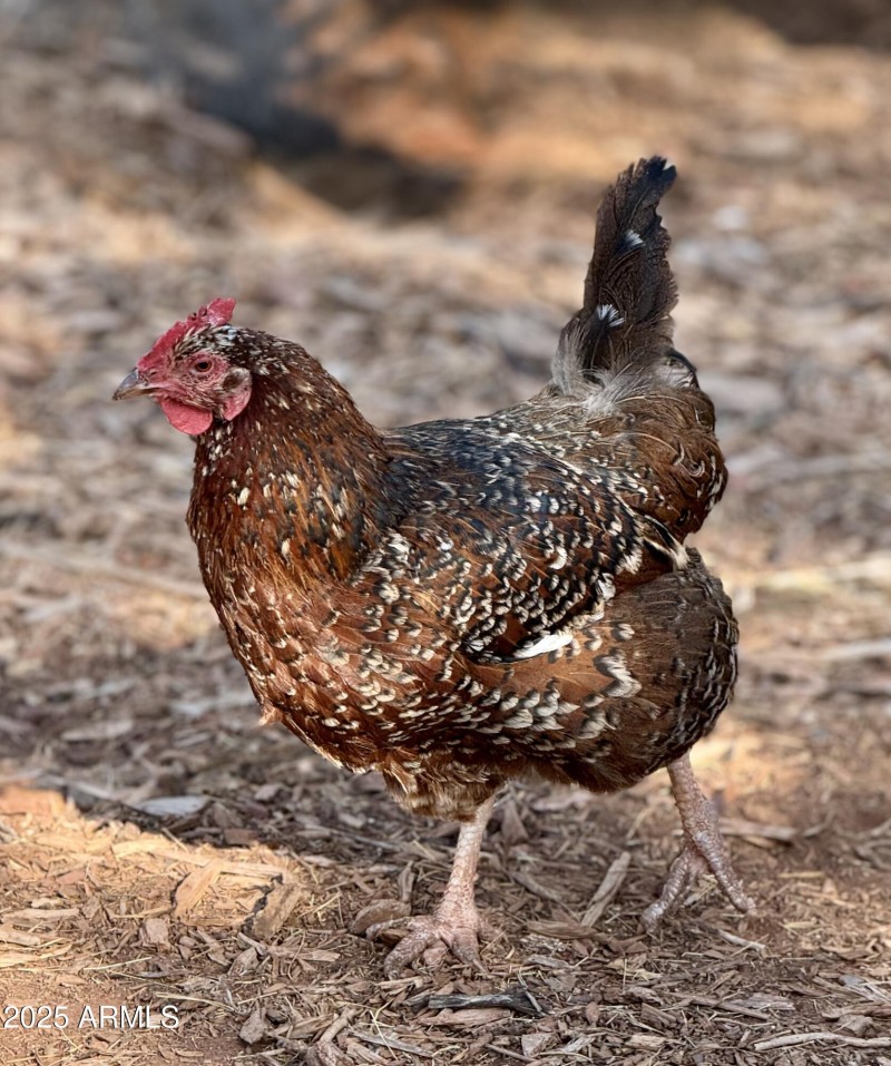 Miss Sassy Pants aka "Sass"