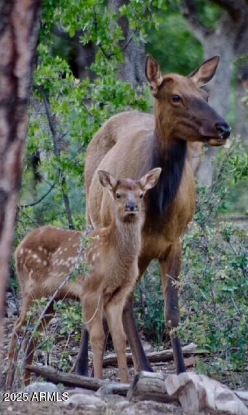 06 4519 N Sundown Lane_Back Deck View