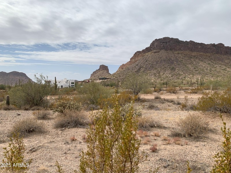 Pristine Desert Vegetation!