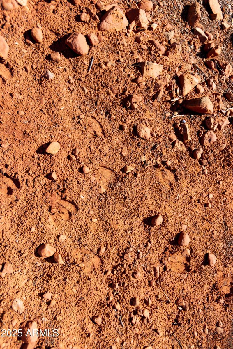 Deer Frequent this Area