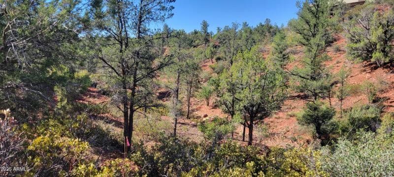 Like You're in a Forest!