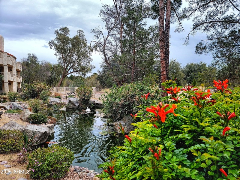 Koi Pond - Copy