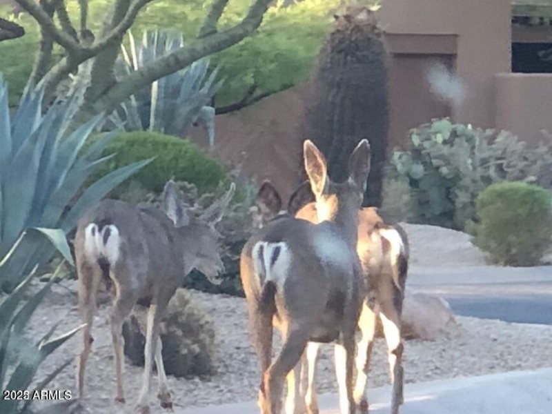 Wildlife loves it here!