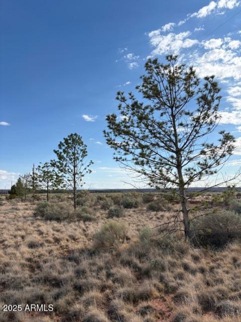 10 Pinon Pines