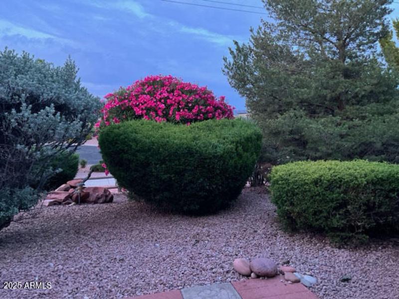3b - backyard oleander in bloom