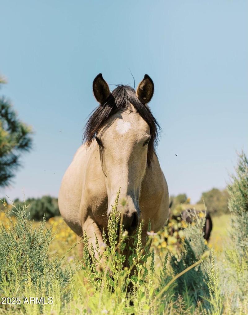 WILD HORSES IN THE FOREST