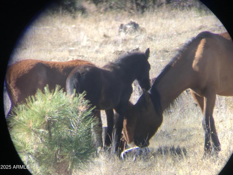 HORSES IN THE FOREST