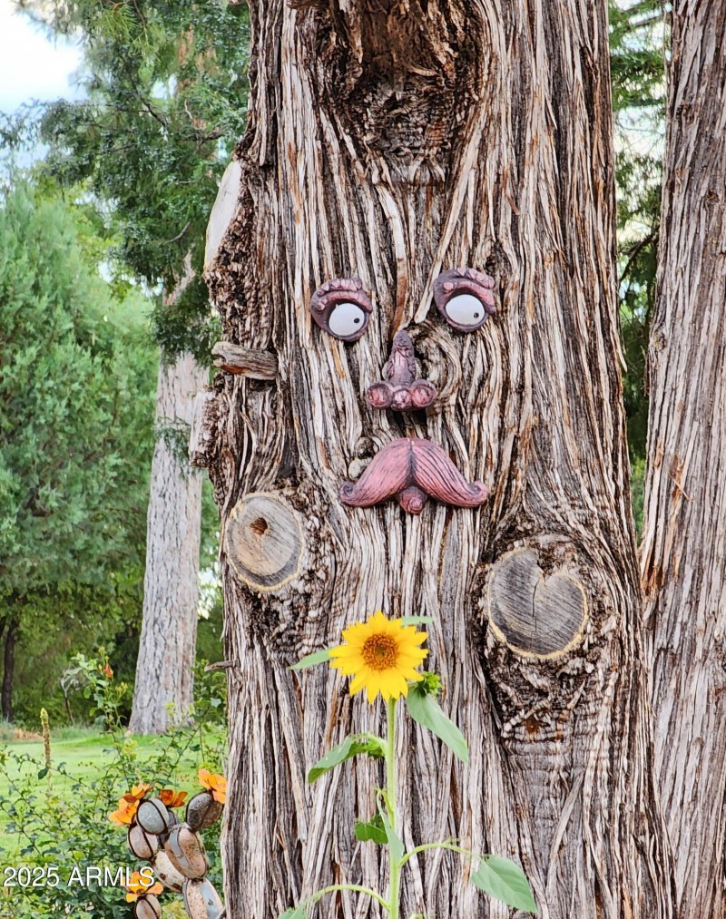 Old Man Tree