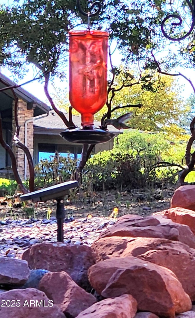 Hummingbird