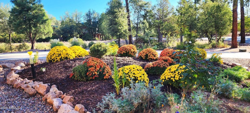 Mums front yard