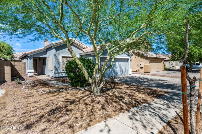 Beautiful shade tree